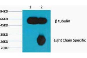 Immunoprecipitation (IP) analysis: 1) Input: Mouse Brain Tissue Lysate. (TUBB 抗体)