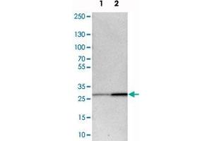 Western blot analysis of cell lysates with BPGM polyclonal antibody  at 1:250-1:500 dilution. (BPGM 抗体)