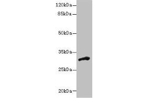 Western blot All lanes: DHRS12 antibody at 1. (DHRS12 抗体  (AA 1-271))