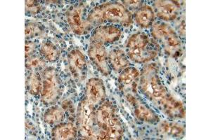 IHC-P analysis of kidney tissue, with DAB staining. (CD90 抗体  (AA 1-161))