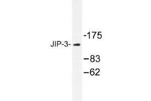 Image no. 1 for anti-Mitogen-Activated Protein Kinase 8 Interacting Protein 3 (MAPK8IP3) antibody (ABIN317721) (JIP3 抗体)