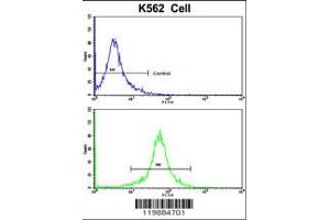 Flow cytometric analysis of K562 cells using TALDO1 Antibody (bottom histogram) compared to a negative control cell (top histogram). (TALDO1 抗体  (AA 186-215))