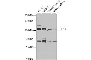 Western blot analysis of extracts of various cell lines, using GEN1 antibody (ABIN6133334, ABIN6141058, ABIN6141059 and ABIN6214098) at 1:1000 dilution.