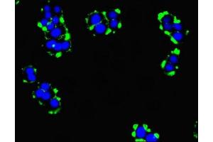 Immunofluorescent analysis of PC-3 cells using ABIN7173297 at dilution of 1:100 and Alexa Fluor 488-congugated AffiniPure Goat Anti-Rabbit IgG(H+L) (TMEM95 抗体  (AA 17-145))