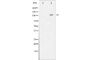 Western blot analysis of NFAT4 phosphorylation expression in HeLa whole cell lysates,The lane on the left is treated with the antigen-specific peptide. (NFATC3 抗体  (pSer165))