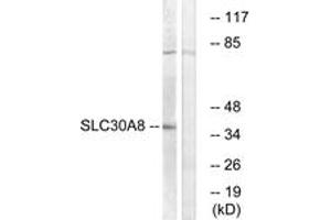 Western blot analysis of extracts from K562 cells, using SLC30A8 Antibody. (SLC30A8 抗体  (AA 171-220))