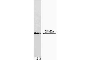 Western blot analysis of Cip1 on a WI-38 cell lysate (Human lung fibroblasts, ATCC CCL-75). (SLC12A9 抗体  (AA 1-150))