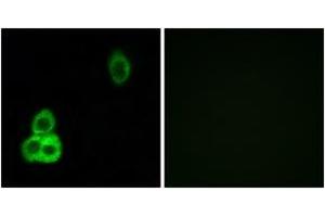 Immunofluorescence analysis of HepG2 cells, using CELSR1 Antibody. (CELSR1 抗体  (AA 921-970))