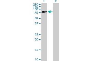 Western Blot analysis of FRMD3 expression in transfected 293T cell line by FRMD3 MaxPab polyclonal antibody. (FRMD3 抗体  (AA 1-581))