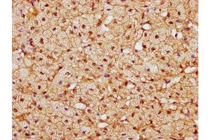 IHC image of ABIN7148764 diluted at 1:300 and staining in paraffin-embedded human adrenal gland tissue performed on a Leica BondTM system. (CAND1 抗体  (AA 1150-1230))