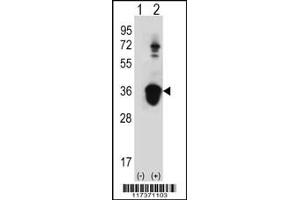 Western blot analysis of U2AF1 using rabbit polyclonal U2AF1 Antibody (Center S70) using 293 cell lysates (2 ug/lane) either nontransfected (Lane 1) or transiently transfected (Lane 2) with the U2AF1 gene. (U2AF1 抗体  (AA 55-83))