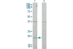 Western Blot analysis of CCNL1 expression in transfected 293T cell line by CCNL1 monoclonal antibody (M01), clone 1F7-1C5. (Cyclin L1 抗体  (AA 1-172))