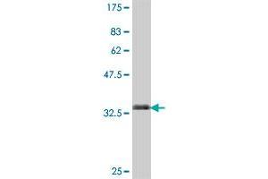 Western Blot detection against Immunogen (36. (GNPNAT1 抗体  (AA 1-90))