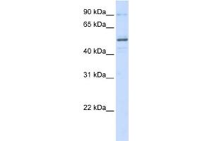 WB Suggested Anti-ZNF275 Antibody Titration:  0. (ZNF275 抗体  (N-Term))