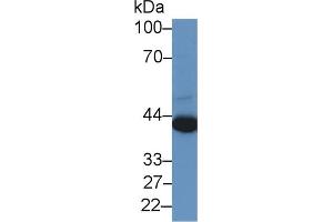 Western Blot; Sample: Human A549 cell lysate; Primary Ab: 2µg/ml Rabbit Anti-Human PRAME Antibody Second Ab: 0.