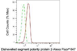 Flow cytometric analysis of Dishevelled segment polarity protein 2 expression in C2C12 cells using Dishevelled segment polarity protein 2 antibody (ABIN7798356), 1:1,000).