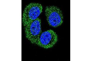 Immunofluorescence (IF) image for anti-Nemo-Like Kinase (NLK) (Thr286) antibody (ABIN3003279) (Nemo-Like Kinase 抗体  (Thr286))