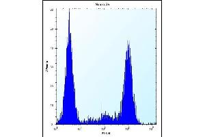 ZCRB1 Antibody (C-term) (ABIN656856 and ABIN2846061) flow cytometric analysis of Neuro-2a cells (right histogram) compared to a negative control cell (left histogram). (ZCRB1 抗体  (C-Term))