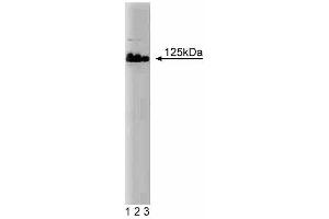 Western blot analysis of DNA Polymerase delta on Jurkat lysate. (POLD1 抗体  (AA 60-261))