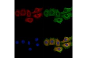 ABIN7094356 and ABIN7098403 staining Hela cells by IF/ICC. (MFAP5 抗体  (Internal Region))