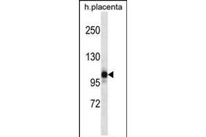 NLRP12 Antibody (N-term) (ABIN657935 and ABIN2846879) western blot analysis in human placenta tissue lysates (35 μg/lane). (NLRP12 抗体  (N-Term))