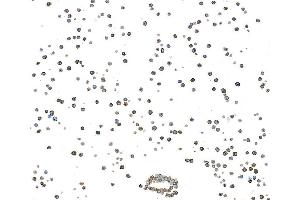 Immunocytochemistry (ICC) image for anti-CD3 epsilon (CD3E) (AA 139-189) antibody (ABIN7454000)
