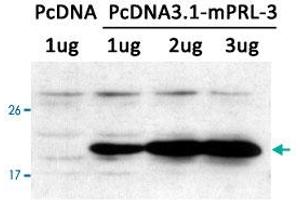 Western blot analysis of extracts from LX-2 cells transfected with PTP4A3 using PTP4A3 polyclonal antibody . (PTP4A3 抗体  (AA 161-166))