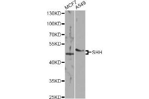 Western blot analysis of extracts of various cell lines, using SHH antibody (ABIN5975790) at 1/1000 dilution. (Sonic Hedgehog 抗体)
