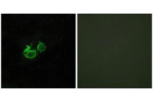 Immunofluorescence (IF) image for anti-Growth Hormone Releasing Hormone Receptor (GHRHR) (C-Term) antibody (ABIN1852965) (GHRHR 抗体  (C-Term))
