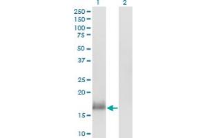 Western Blotting (WB) image for anti-Calmodulin Like Protein 3 (CALML3) (AA 1-149) antibody (ABIN513962)