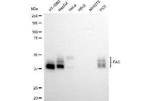 Western blotting analysis using FAS antibody (ABIN7800561).