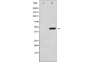 Western blot analysis of PTP1B phosphorylation expression in UV treated COS7 whole cell lysates,The lane on the left is treated with the antigen-specific peptide. (PTPN1 抗体  (pSer50))