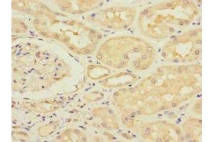 Immunohistochemistry of paraffin-embedded human kidney tissue using ABIN7171183 at dilution of 1:100 (HERV-FRD Provirus Ancestral Env Polyprotein (Herv-frd) (AA 16-250) 抗体)