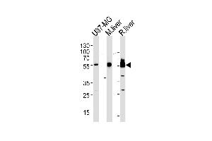 HMGCS1 Antibody (Center) (ABIN390595 and ABIN2840913) western blot analysis in U87-MG cell line,mouse liver and rat liver lysates (35 μg/lane). (HMGCS1 抗体  (AA 290-317))