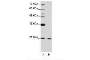 Image no. 2 for anti-RNA Binding Motif Protein 8A (RBM8A) (N-Term) antibody (ABIN202040) (RBM8A 抗体  (N-Term))