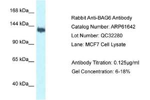 Western Blotting (WB) image for anti-Large Proline-Rich Protein BAT3 (BAT3) (C-Term) antibody (ABIN2788860) (BAT3 抗体  (C-Term))