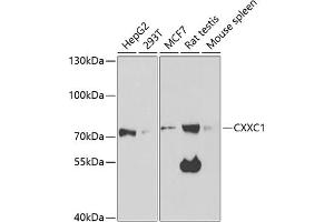 Western blot analysis of extracts of various cell lines, using CXXC1 antibody (ABIN6130102, ABIN6139292, ABIN6139295 and ABIN6221504) at 1:1000 dilution. (CXXC1 抗体  (AA 1-210))