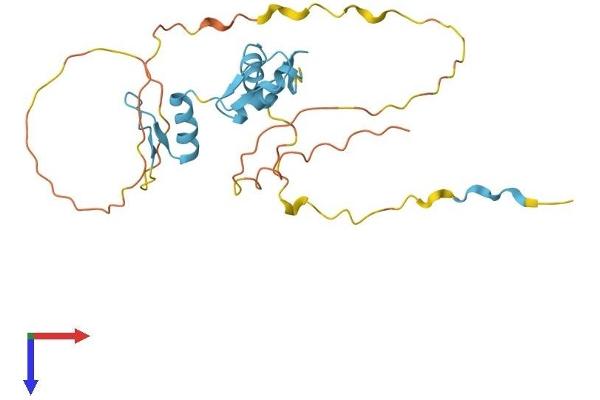 KLF16 Protein (AA 1-251) (His tag)