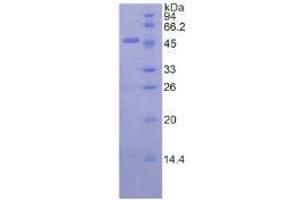 SDS-PAGE analysis of Pig Interferon beta Protein.