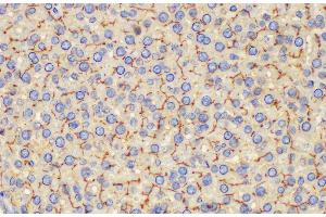 Immunohistochemistry of paraffin-embedded Rat liver using Ceacam1 Polycloanl Antibody at dilution of 1:200 (CEACAM1 抗体)