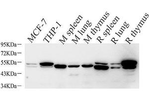 Western Blot analysis of various samples using CASP1 Polyclonal Antibody at dilution of 1:1000. (Caspase 1 抗体)
