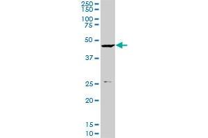 KLF10 monoclonal antibody (M03), clone 4F9. (KLF10/TIEG1 抗体  (AA 1-110))