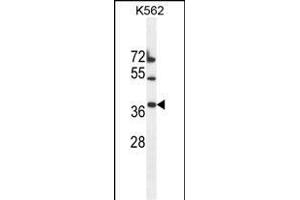 TMEM150B Antibody (N-term) (ABIN655346 and ABIN2844909) western blot analysis in K562 cell line lysates (35 μg/lane). (TMEM150B 抗体  (N-Term))