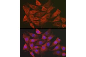 Immunofluorescence analysis of NIH/3T3 cells using SCRN1 Rabbit pAb (ABIN7270175) at dilution of 1:100 (40x lens). (Secernin 1 抗体)