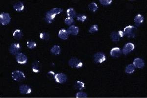Immunofluorescent staining of Jurkat cells. (BCL2L1 抗体  (AA 18-233))