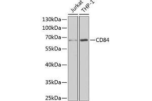 Western blot analysis of extracts of various cell lines, using CD84 antibody (ABIN6132251, ABIN6138235, ABIN6138236 and ABIN6222077) at 1:1000 dilution. (CD84 抗体  (AA 22-225))