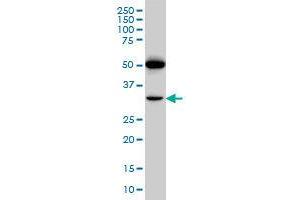 Image no. 3 for anti-Prostacyclin Receptor (PTGIR) (AA 296-387) antibody (ABIN465964) (Prostacyclin Receptor 抗体  (AA 296-387))
