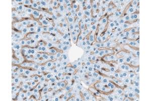 Immunohistochemical staining of mouse liver cells.