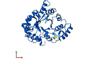 Protein Structure (PS) image for Aldo-Keto Reductase Family 1, Member E2 (AKR1E2) (AA 1-301) protein (His tag) (ABIN7561353)