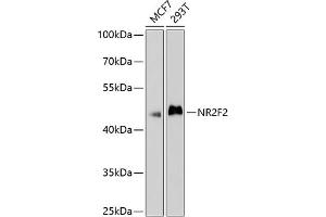 Western blot analysis of extracts of various cell lines, using NR2F2 antibody (ABIN6133831, ABIN6144820, ABIN6144821 and ABIN6214430) at 1:1000 dilution. (NR2F2 抗体  (AA 1-100))